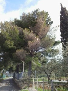 foto di un pino in contrada albana dove si notano diversi nidi di processionaria