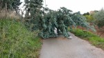 tornado albana albero pino a terra