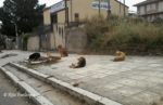 Branco di cani lungo viale G. Cannada