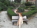 FOTO N° 2 = L'albero sciantato alla villa comunale di Pietraperzia