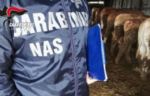 carabinieri nas animali