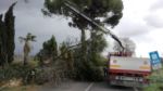 ALBERO ABBATTUTO DAL VENTO A SAN GIOVANNI